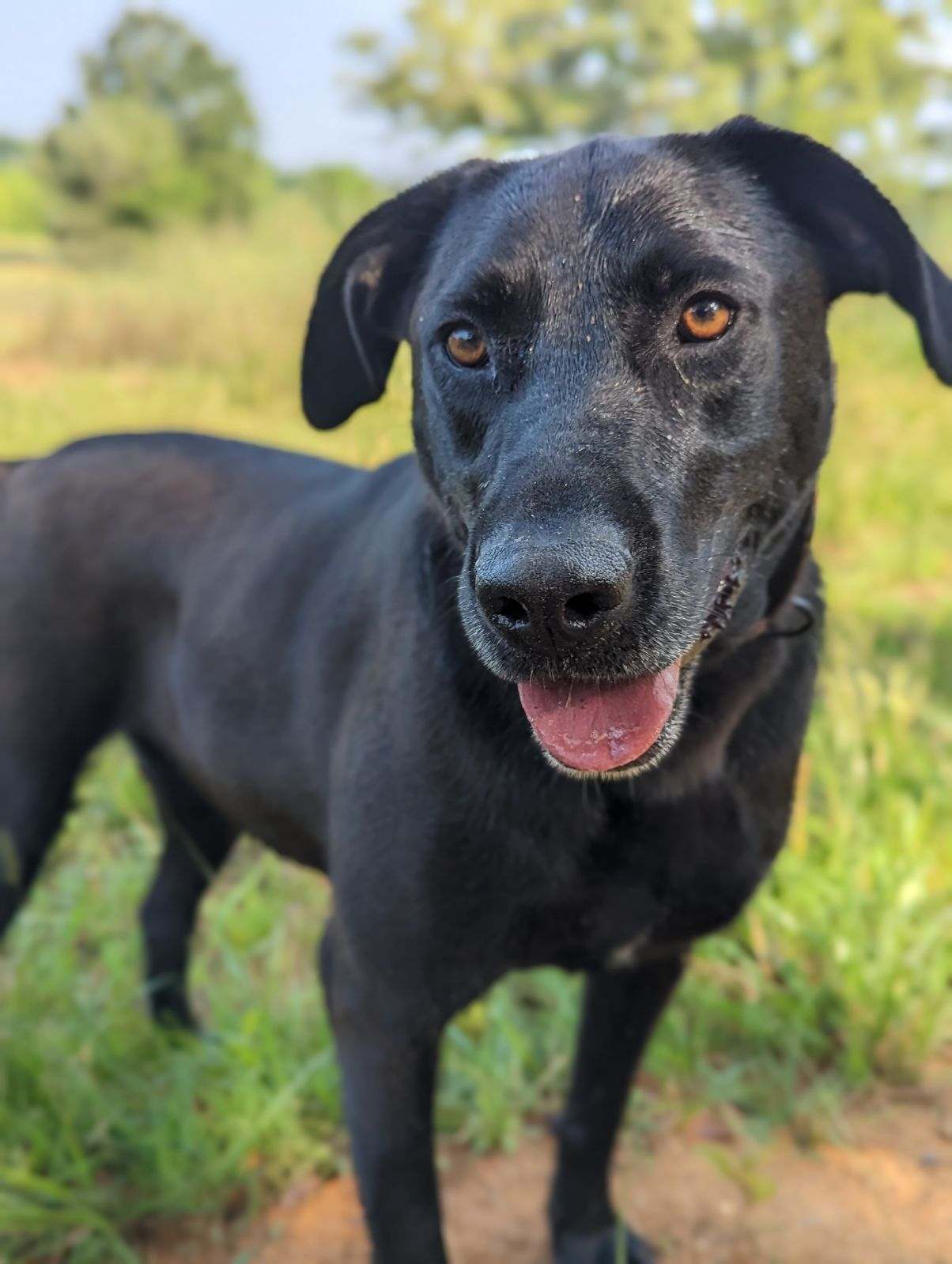 Lady, a Adoptable Black Labrador Retriever in Horse Shoe, NC image 2/4