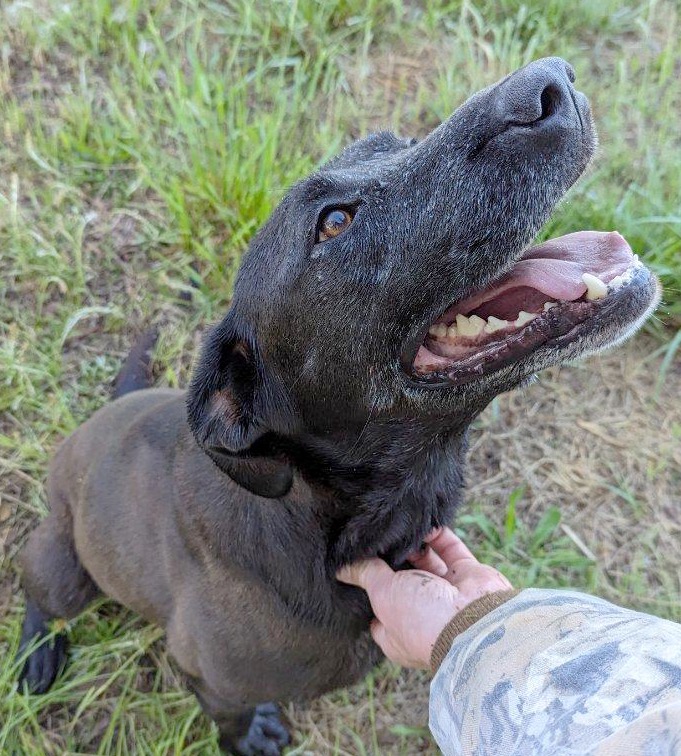 Lady, a Adoptable Black Labrador Retriever in Horse Shoe, NC image 3/4