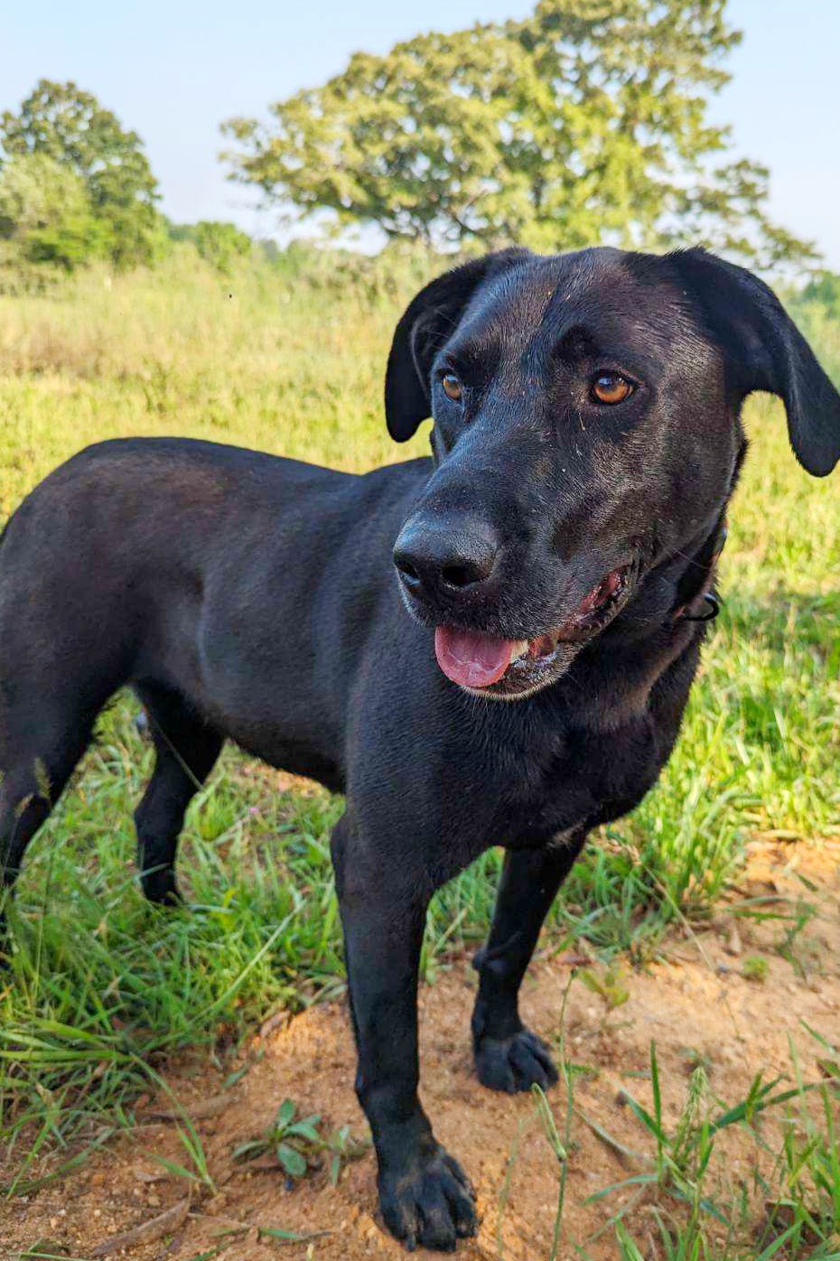 Lady, a Adoptable Black Labrador Retriever in Horse Shoe, NC image 4/4