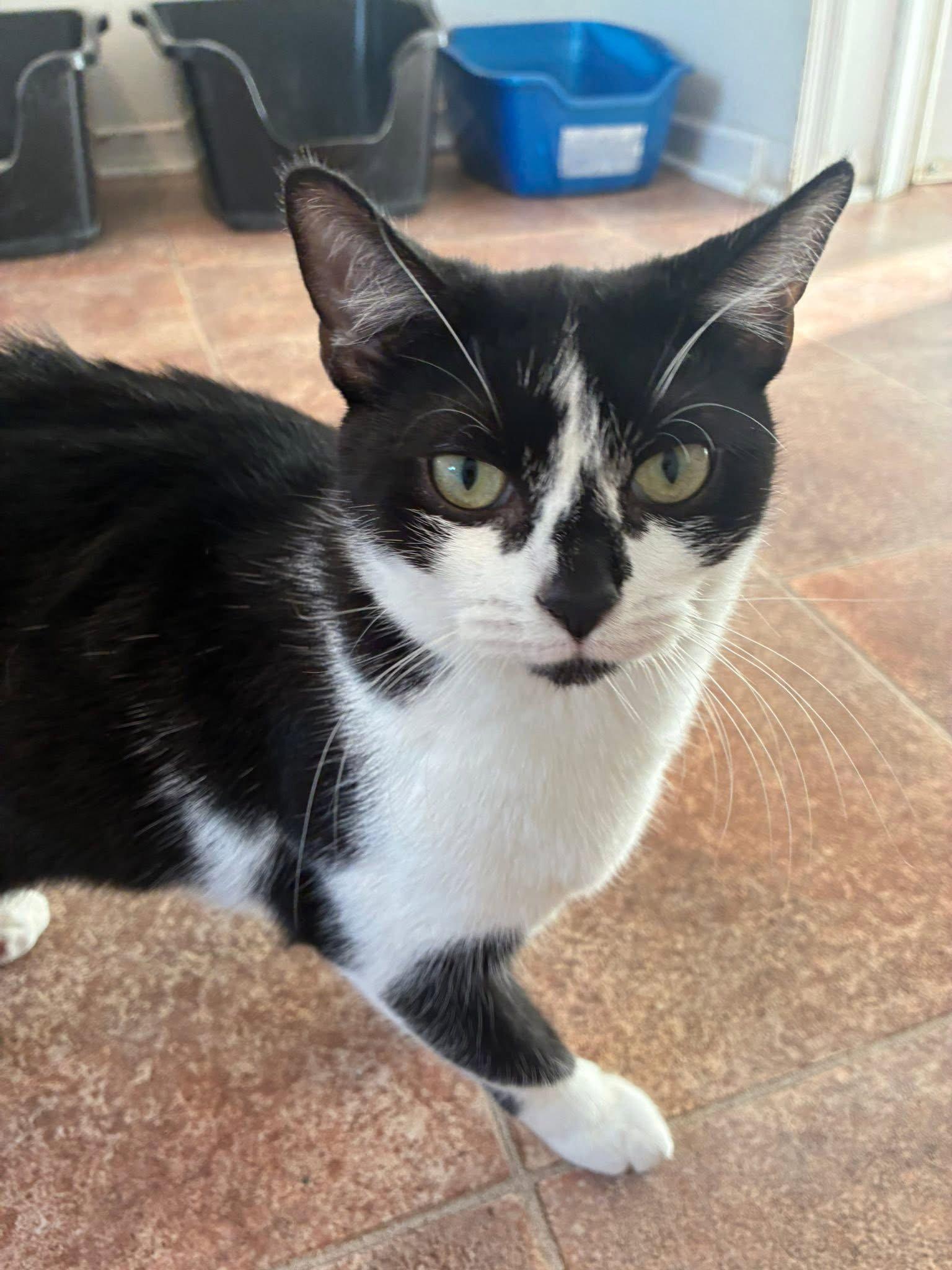 Enlarge Iams, a Adopted Domestic Short Hair in Penndel, PA image 3/3