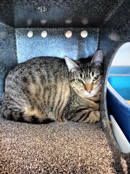 Mocha, Adoptable, Young Female Domestic Short Hair & Domestic Short Hair.