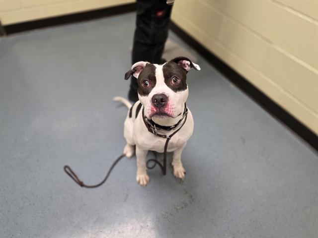 COWBOY, Adoptable, Young Male Pit Bull Terrier & Mixed Breed.