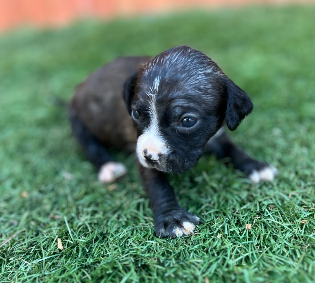Deborah, Adoptable, Puppy Female Beagle & Terrier.