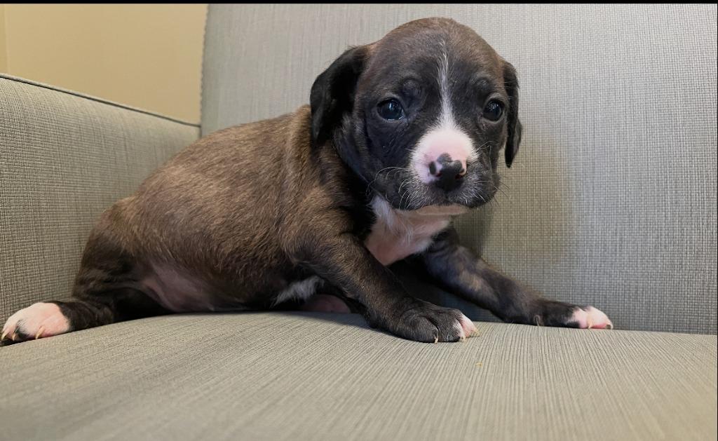 Deborah, a Adoptable mixed breed in El Cajon, CA image 4/5