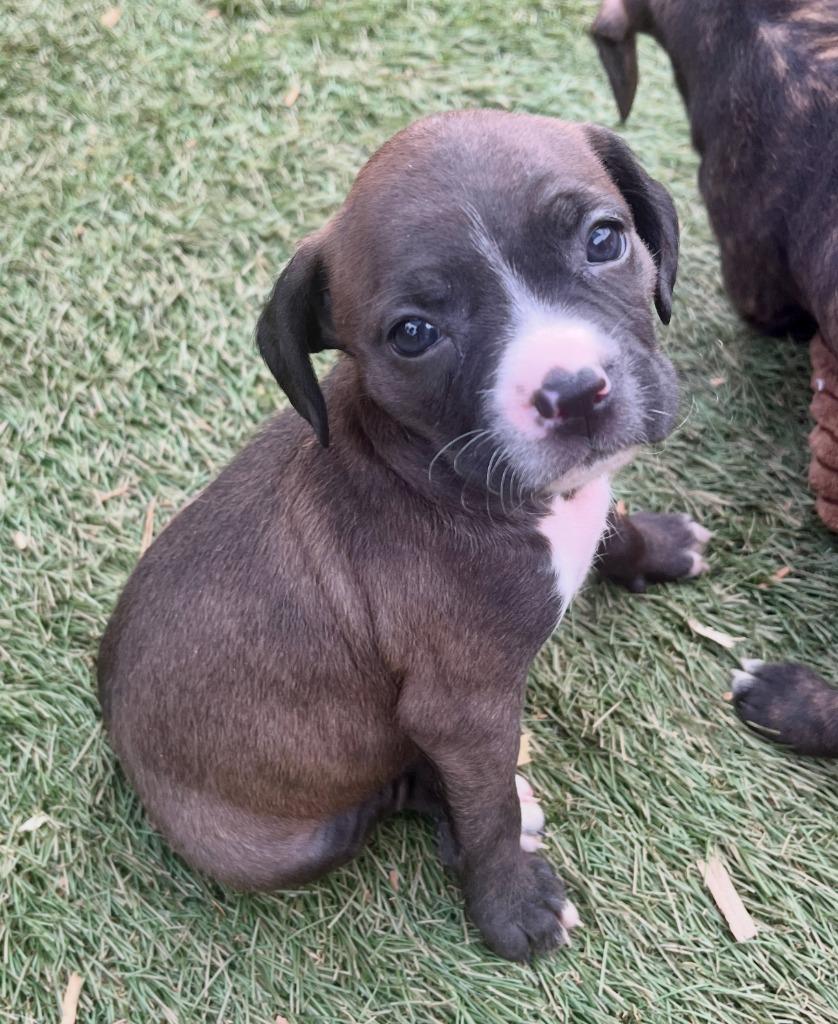 Deborah, a Adoptable mixed breed in El Cajon, CA image 5/5