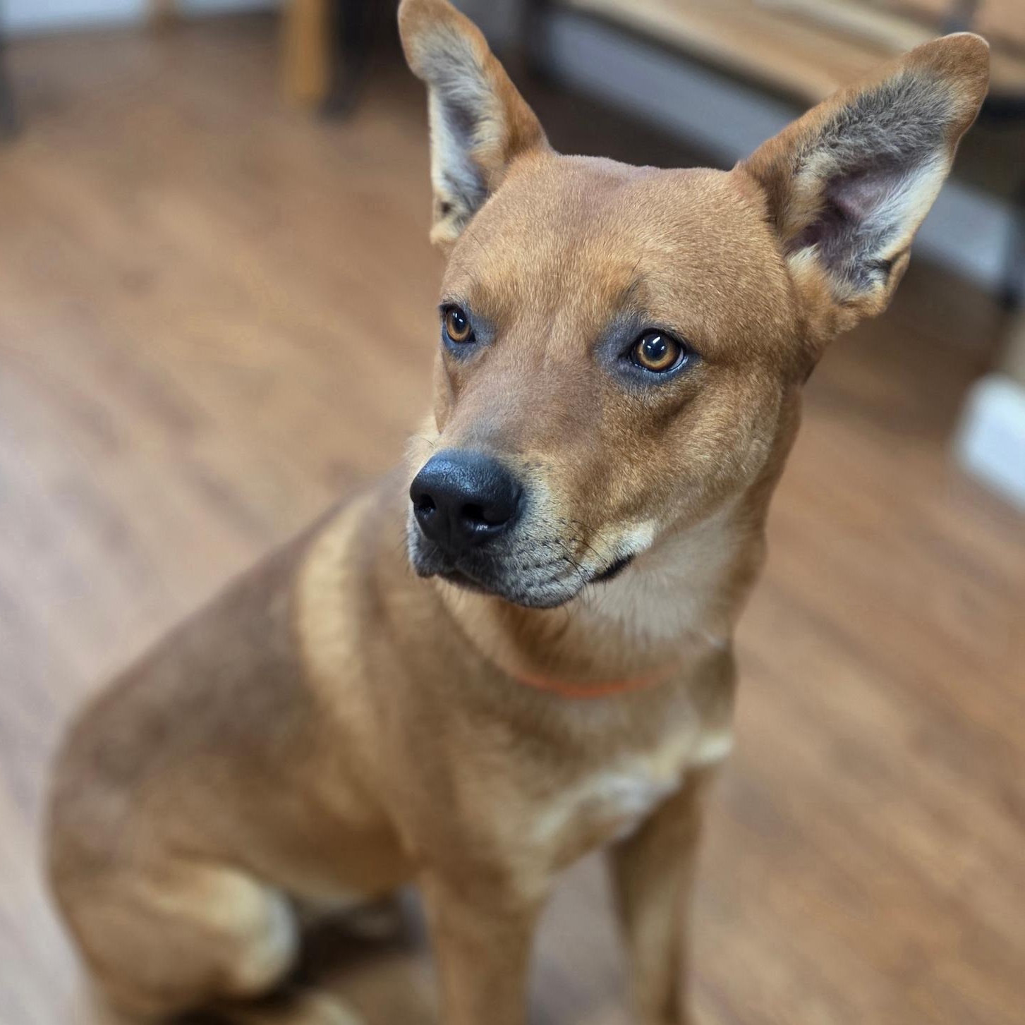 Enlarge Quincy, an adopted mixed breed in Madison, MS image 1/1
