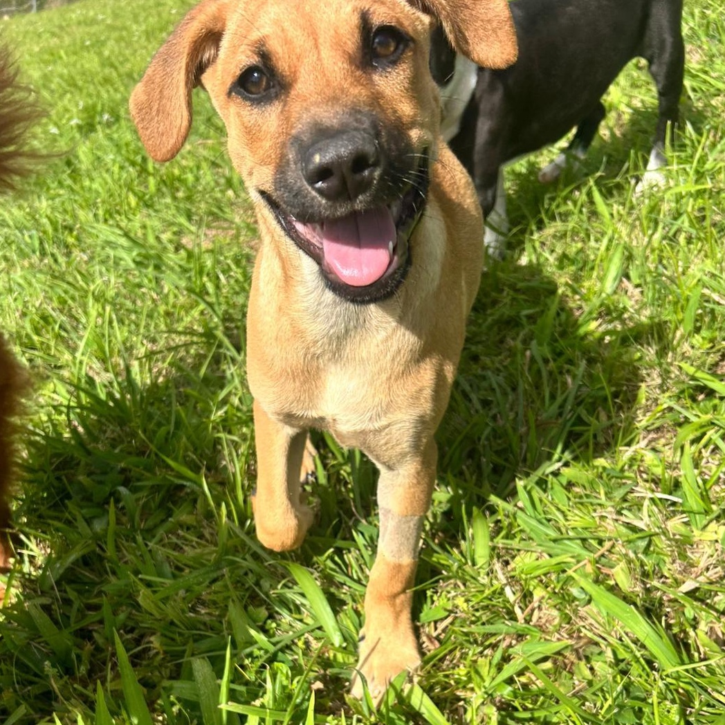 Marley, ADOPTABLE, Young Male Labrador Retriever & Shepherd.