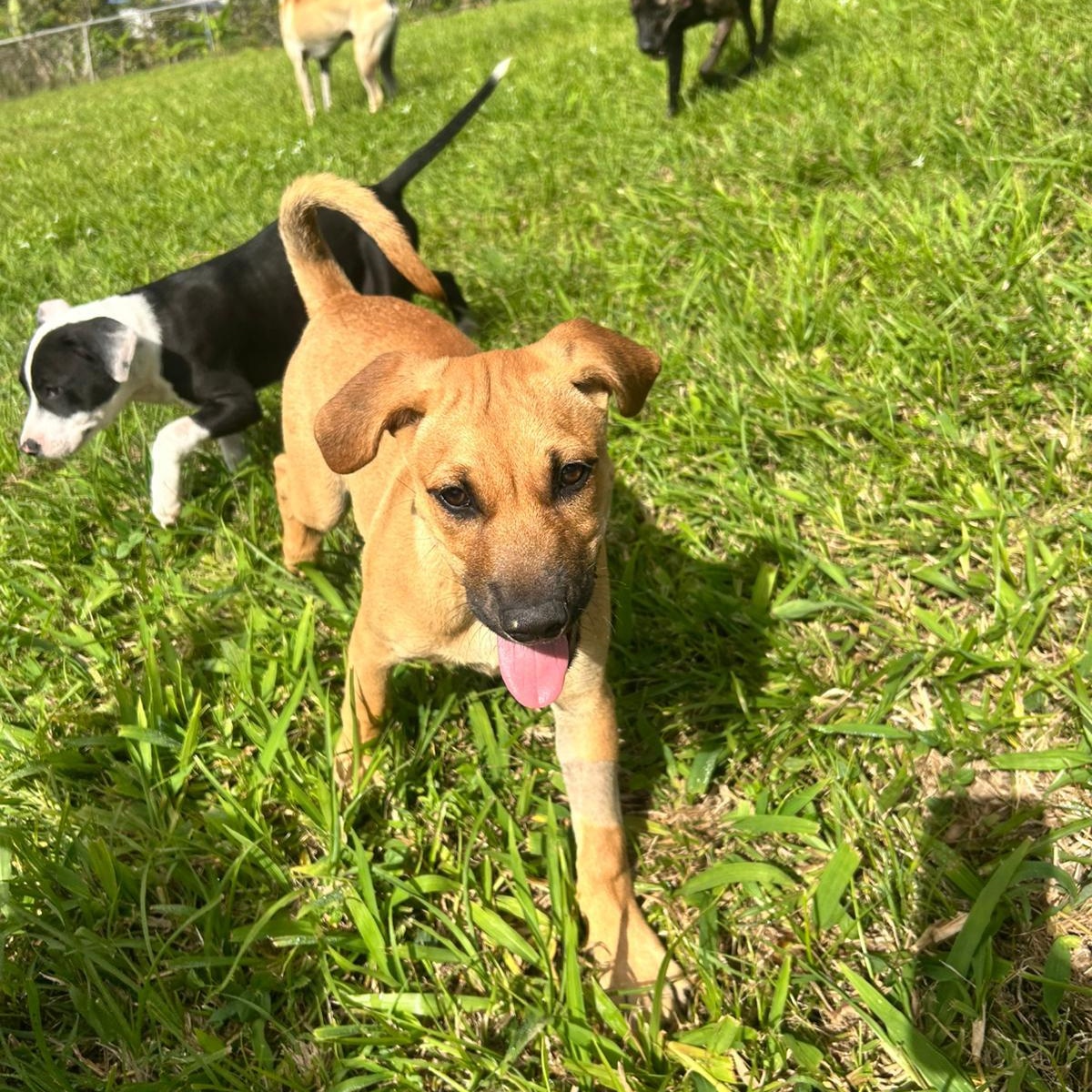 Enlarge Marley, a ADOPTABLE mixed breed in Albion, NY image 2/4