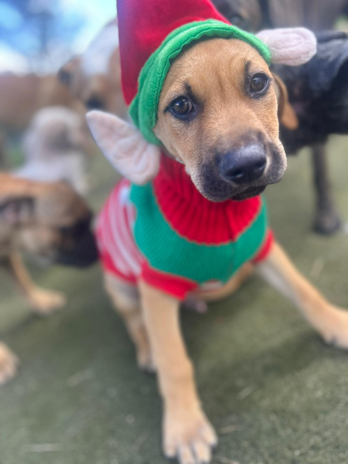 Enlarge Marley, a ADOPTABLE mixed breed in Albion, NY image 3/4