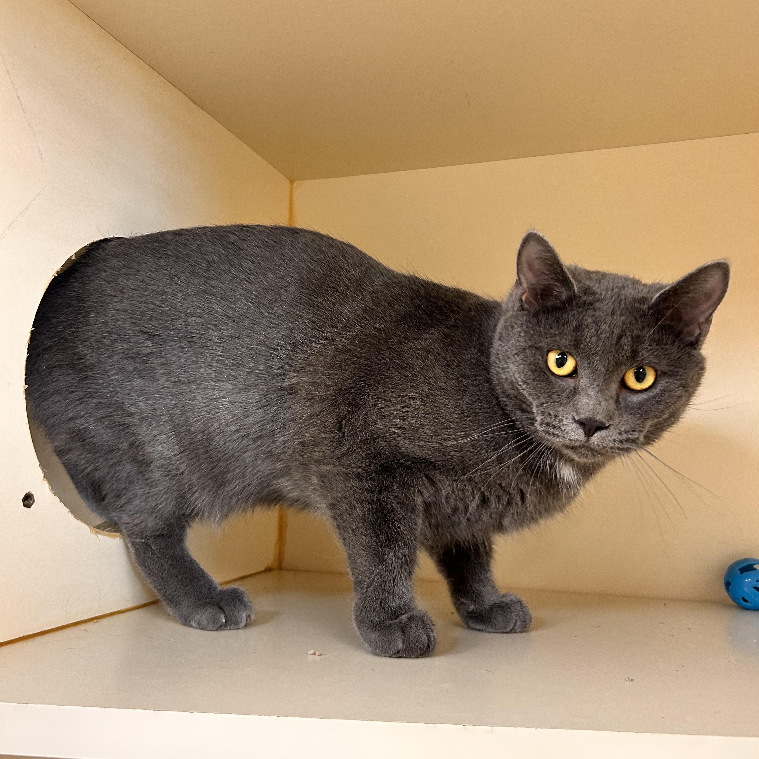 Sentry, a ADOPTABLE Domestic Short Hair in Myerstown, PA image 2/2