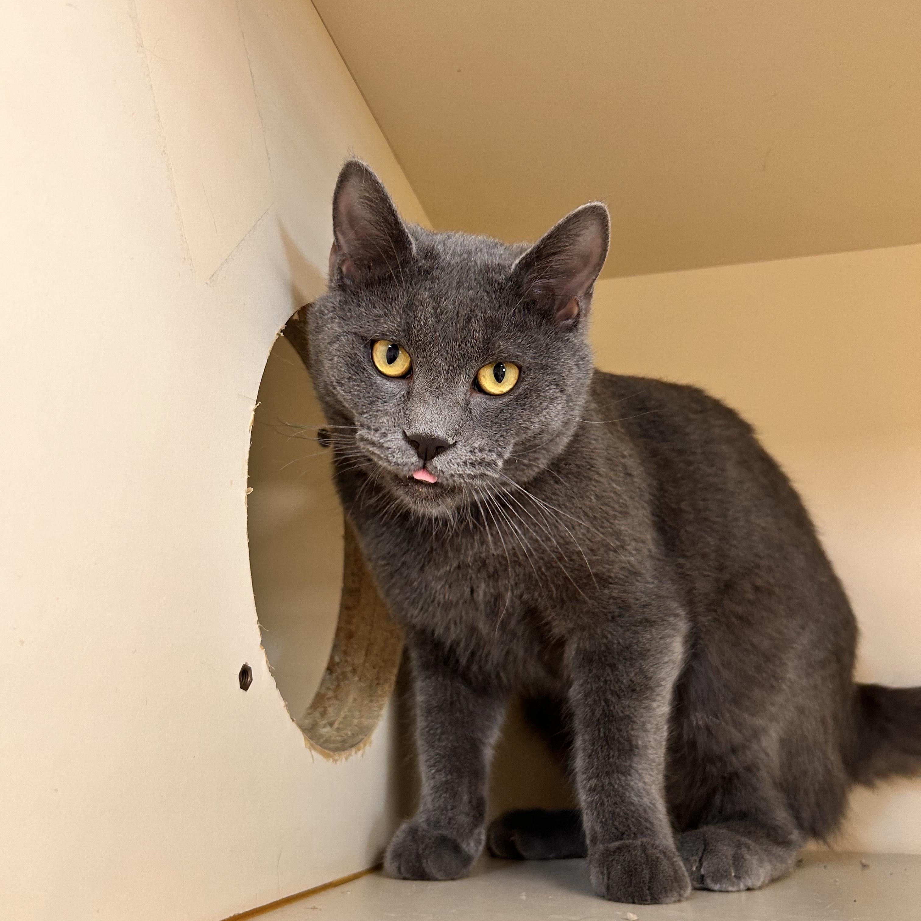 Sentry, a ADOPTABLE Domestic Short Hair in Myerstown, PA image 1/2