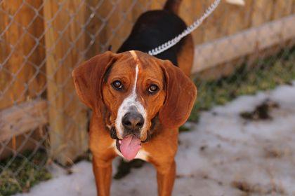 Enlarge Hugo, a Adopted mixed breed in TULSA, OK image 1/6