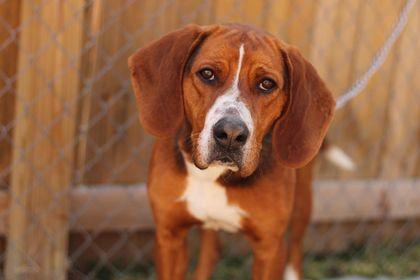 Enlarge Hugo, a Adopted mixed breed in TULSA, OK image 2/6