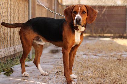 Enlarge Hugo, a Adopted mixed breed in TULSA, OK image 3/6