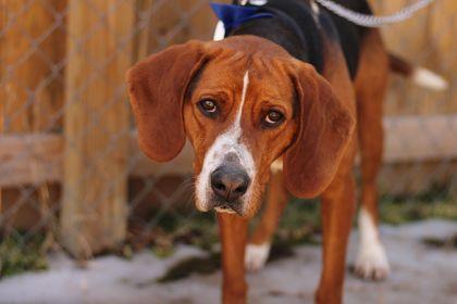 Enlarge Hugo, a Adopted mixed breed in TULSA, OK image 4/6
