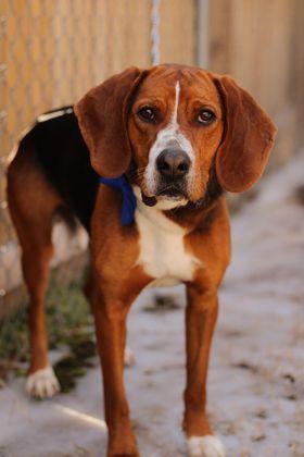 Enlarge Hugo, a Adopted mixed breed in TULSA, OK image 5/6