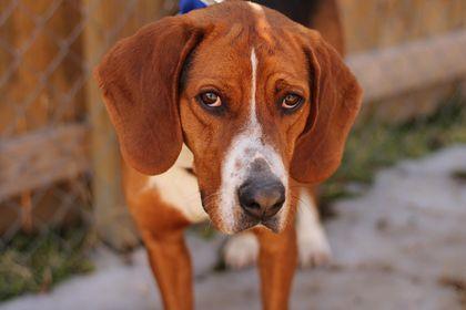 Enlarge Hugo, a Adopted mixed breed in TULSA, OK image 6/6