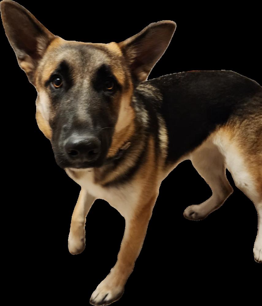 Archie (was Archer), a Adoptable mixed breed in Coldwater, MI image 1/6