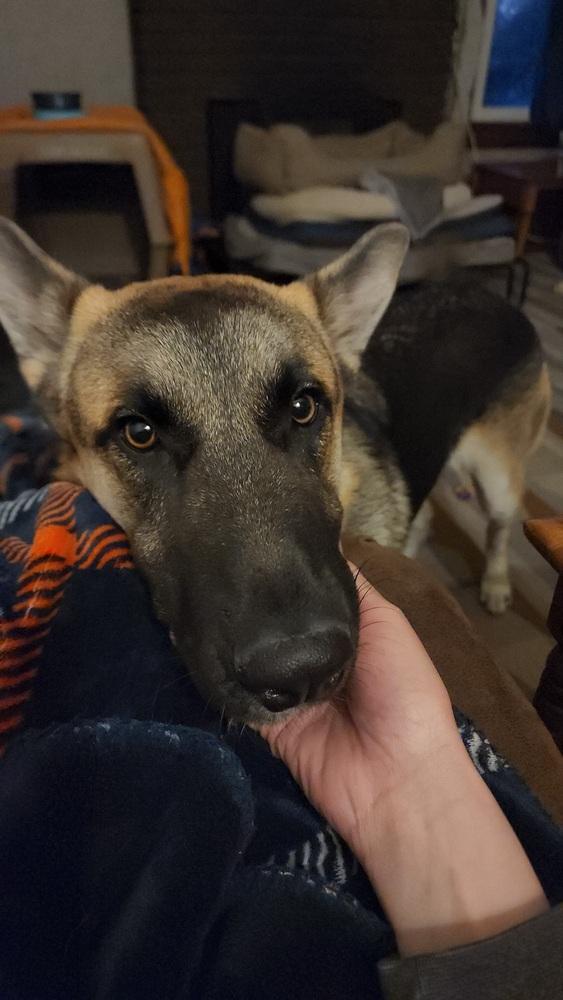 Archie (was Archer), a Adoptable mixed breed in Coldwater, MI image 2/6