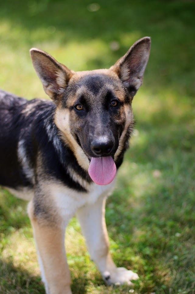 Archie (was Archer), a Adoptable mixed breed in Coldwater, MI image 3/6