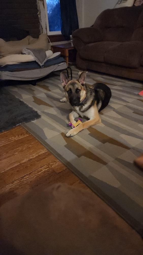 Archie (was Archer), a Adoptable mixed breed in Coldwater, MI image 4/6