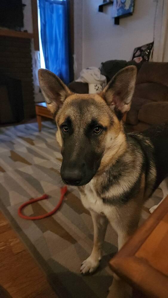 Archie (was Archer), a Adoptable mixed breed in Coldwater, MI image 5/6