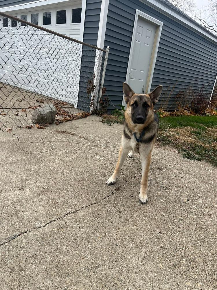 Archie (was Archer), a Adoptable mixed breed in Coldwater, MI image 6/6