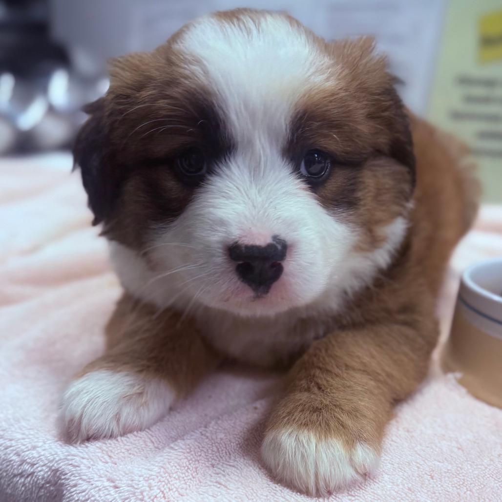 Callisto, Adoptable, Puppy Female Mixed Breed.