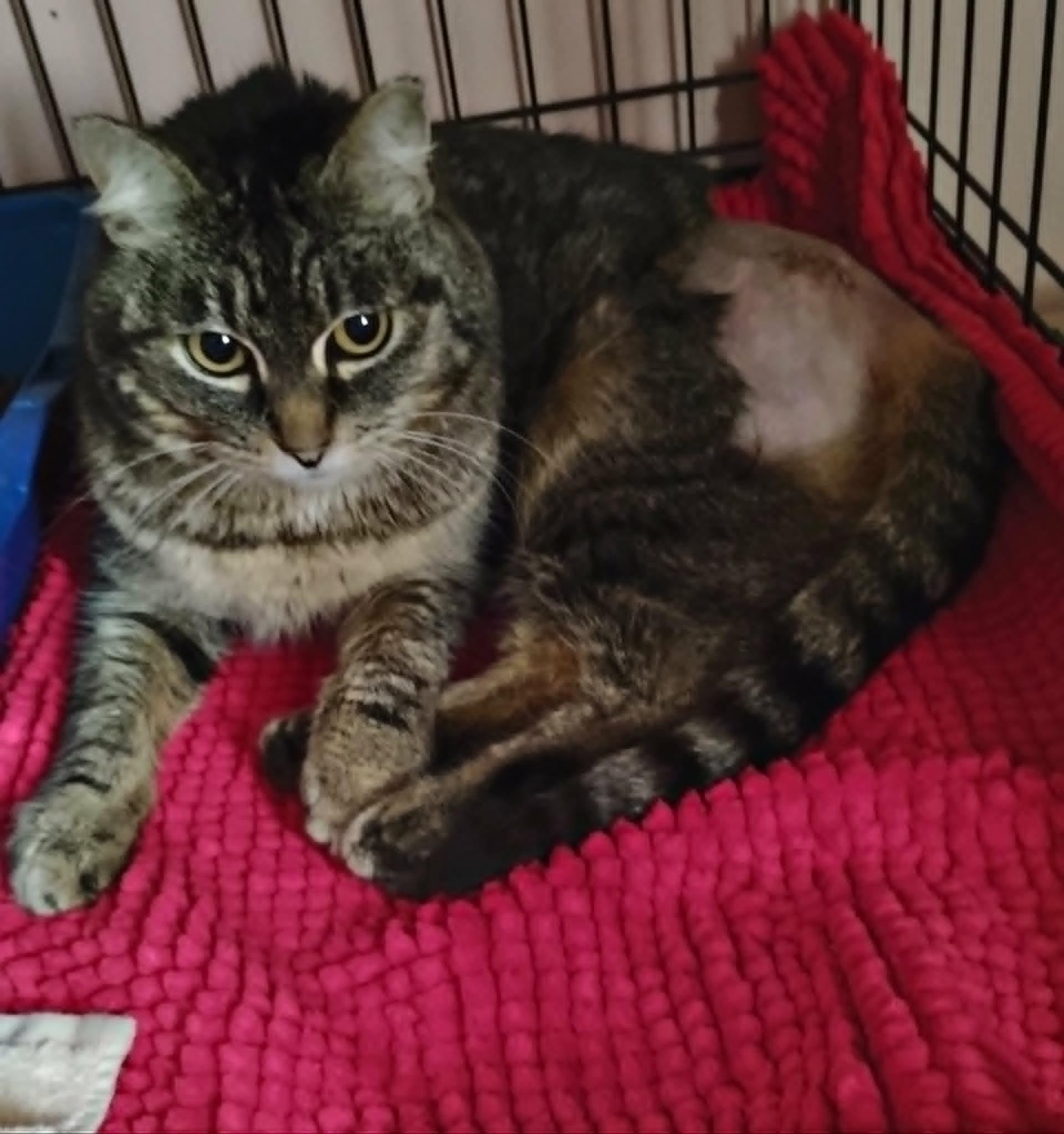 Enlarge Linda, a ADOPTABLE Domestic Short Hair in Hammond, OR image 2/2