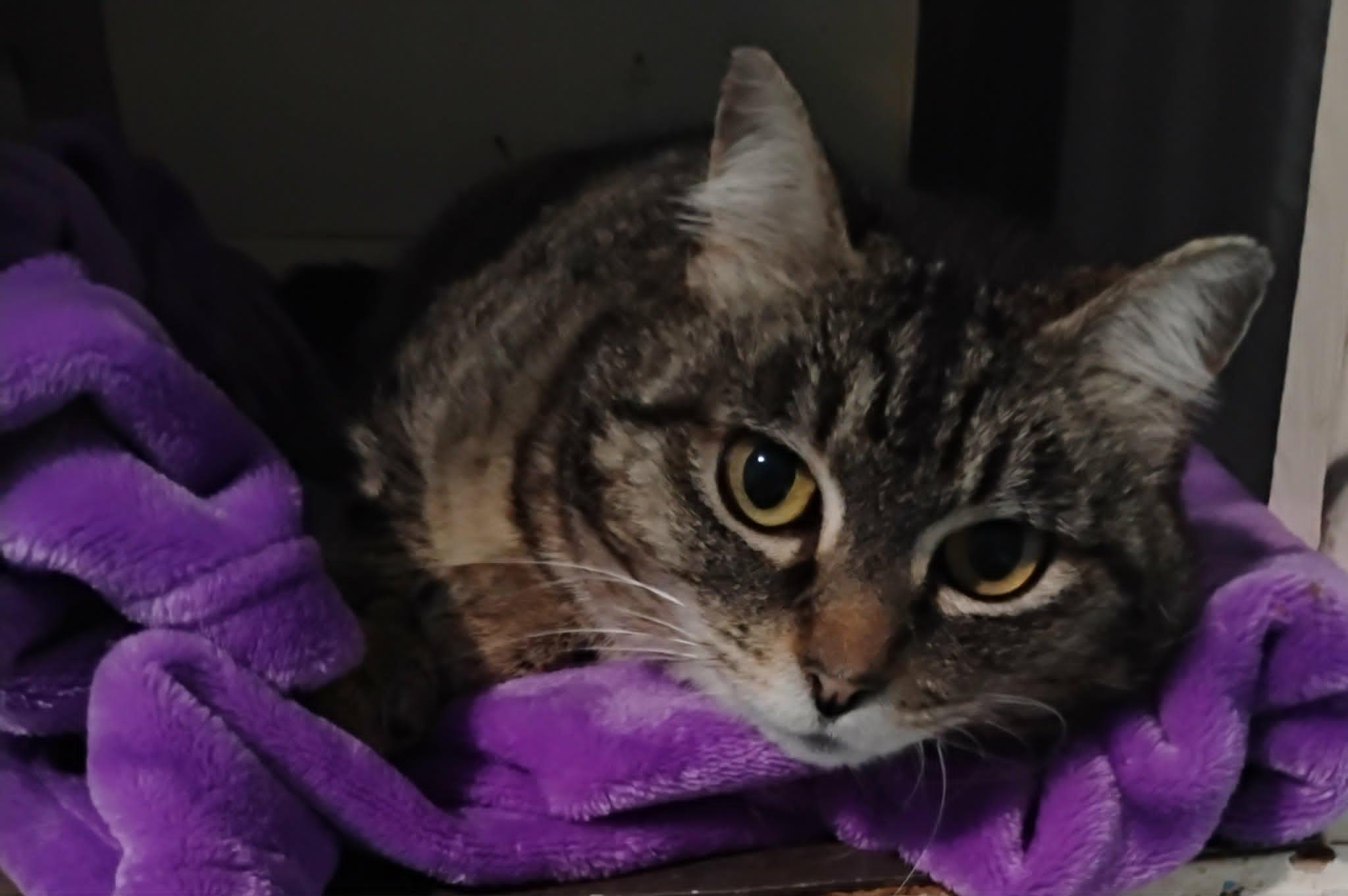 Linda, ADOPTABLE, Adult Female Domestic Short Hair.