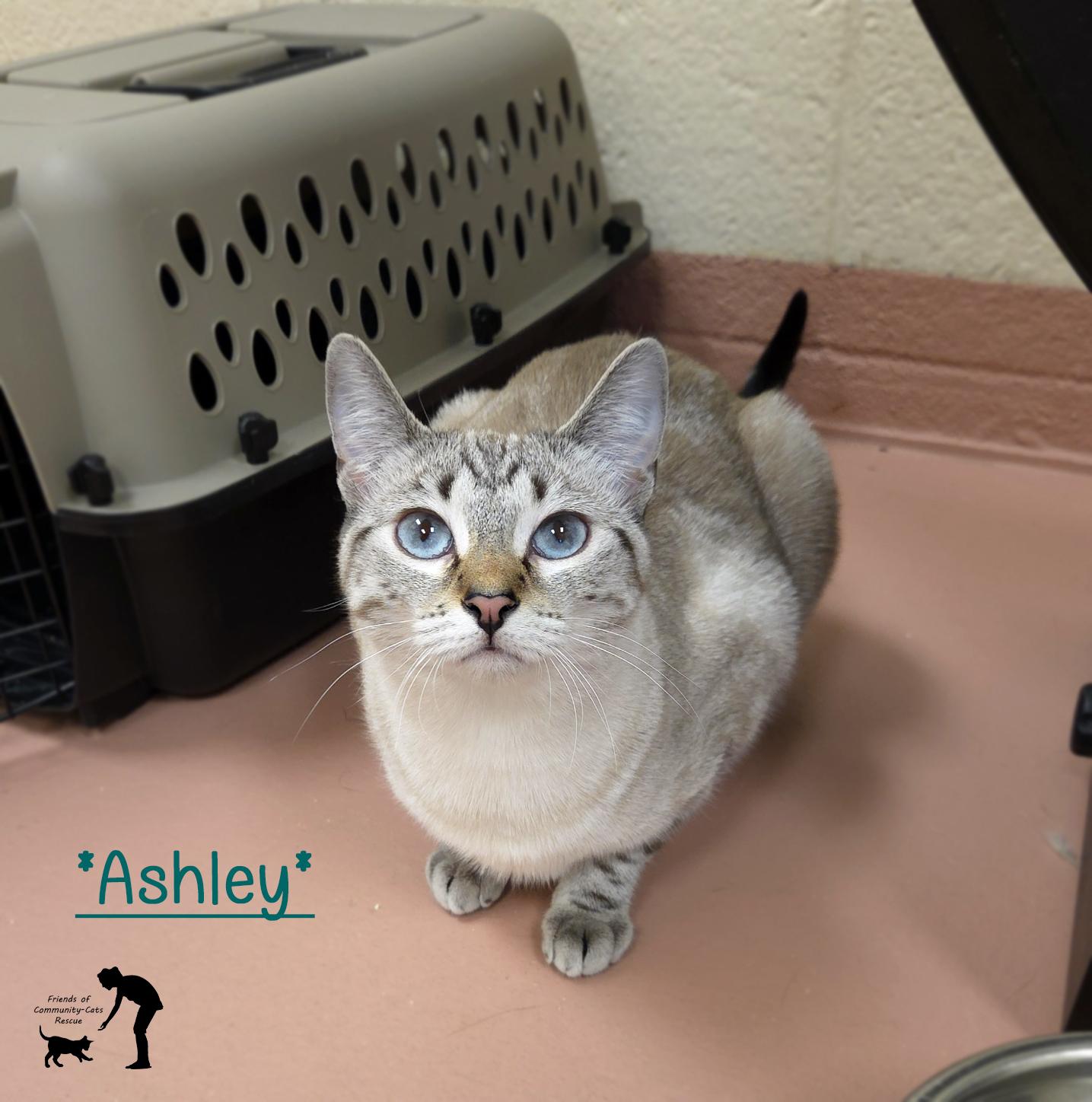 Ashley, ADOPTABLE, Young Female Domestic Short Hair.