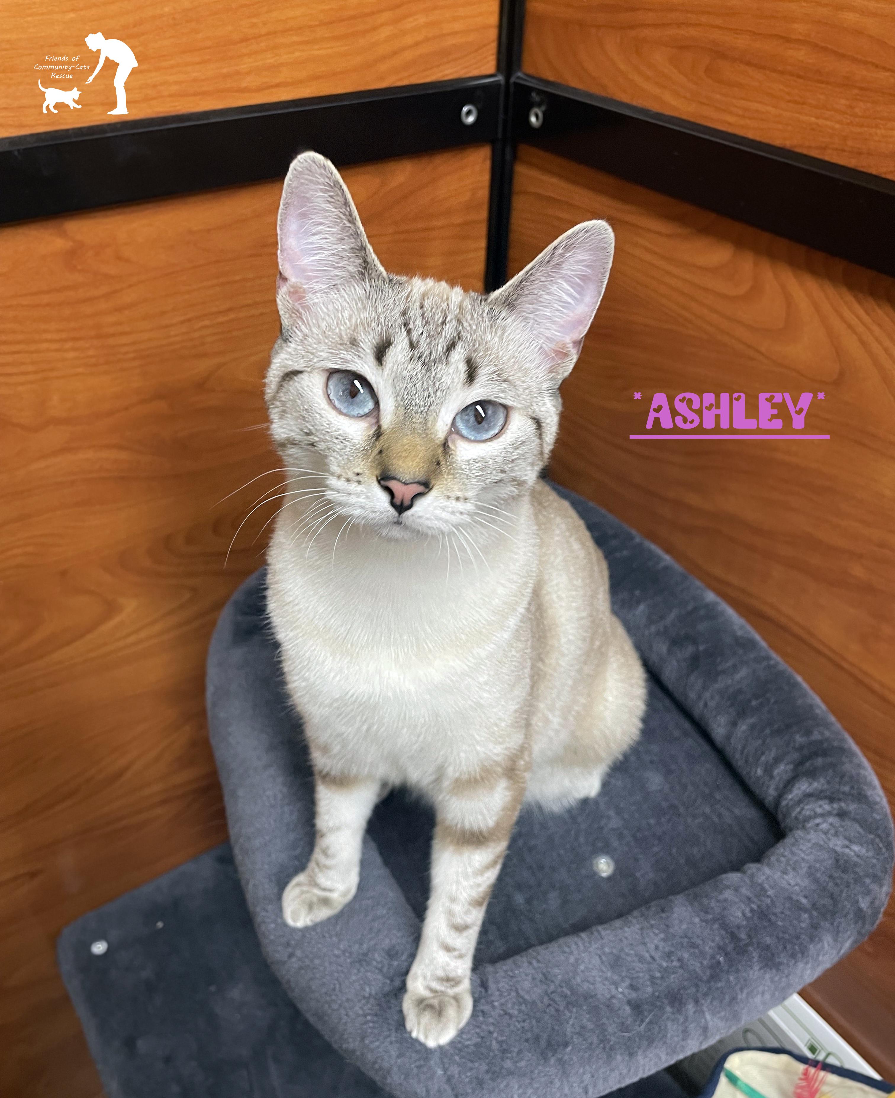 Ashley, adopted, Young Female Domestic Short Hair.
