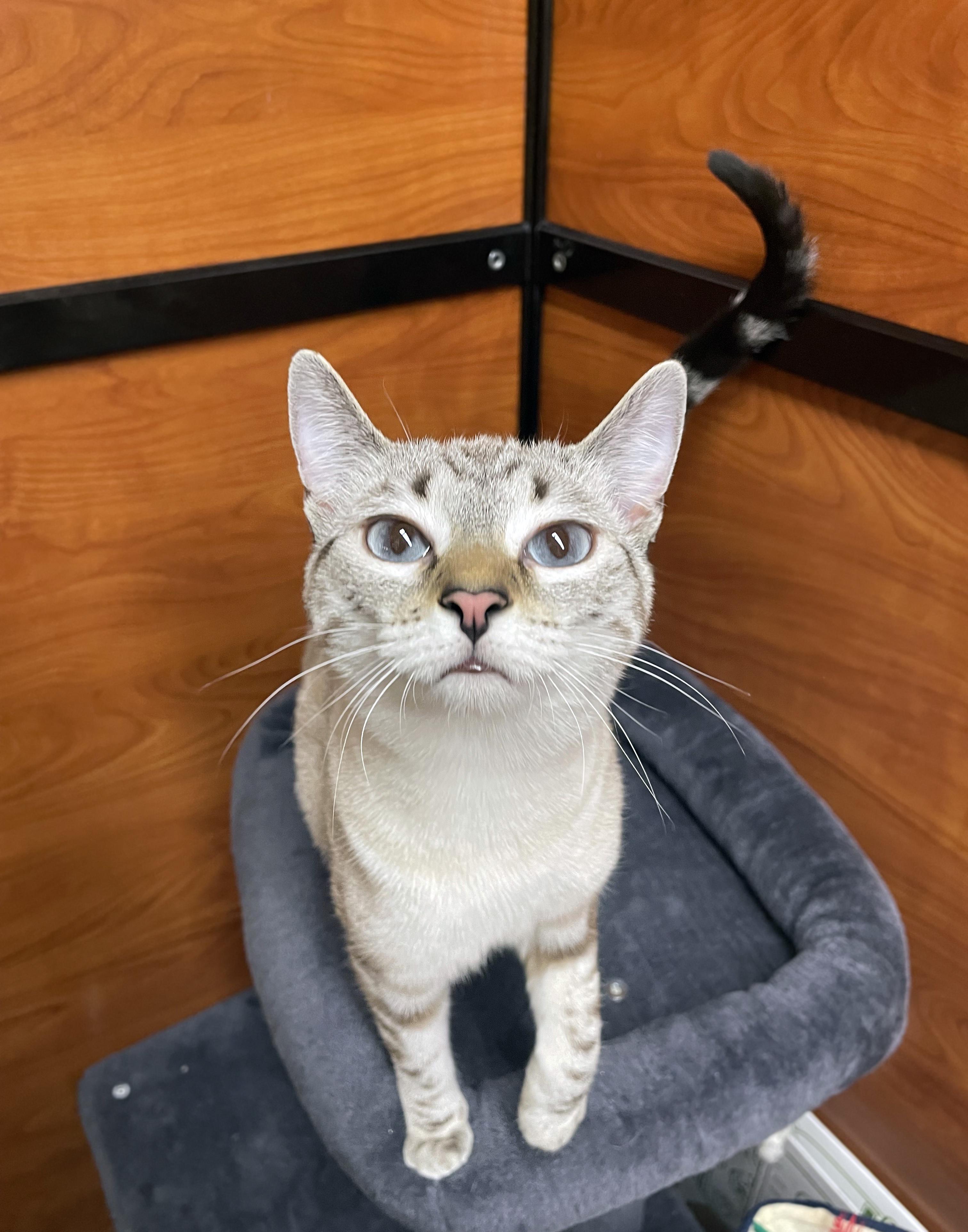 Enlarge Ashley, an adopted Domestic Short Hair in Centerville, UT image 3/3