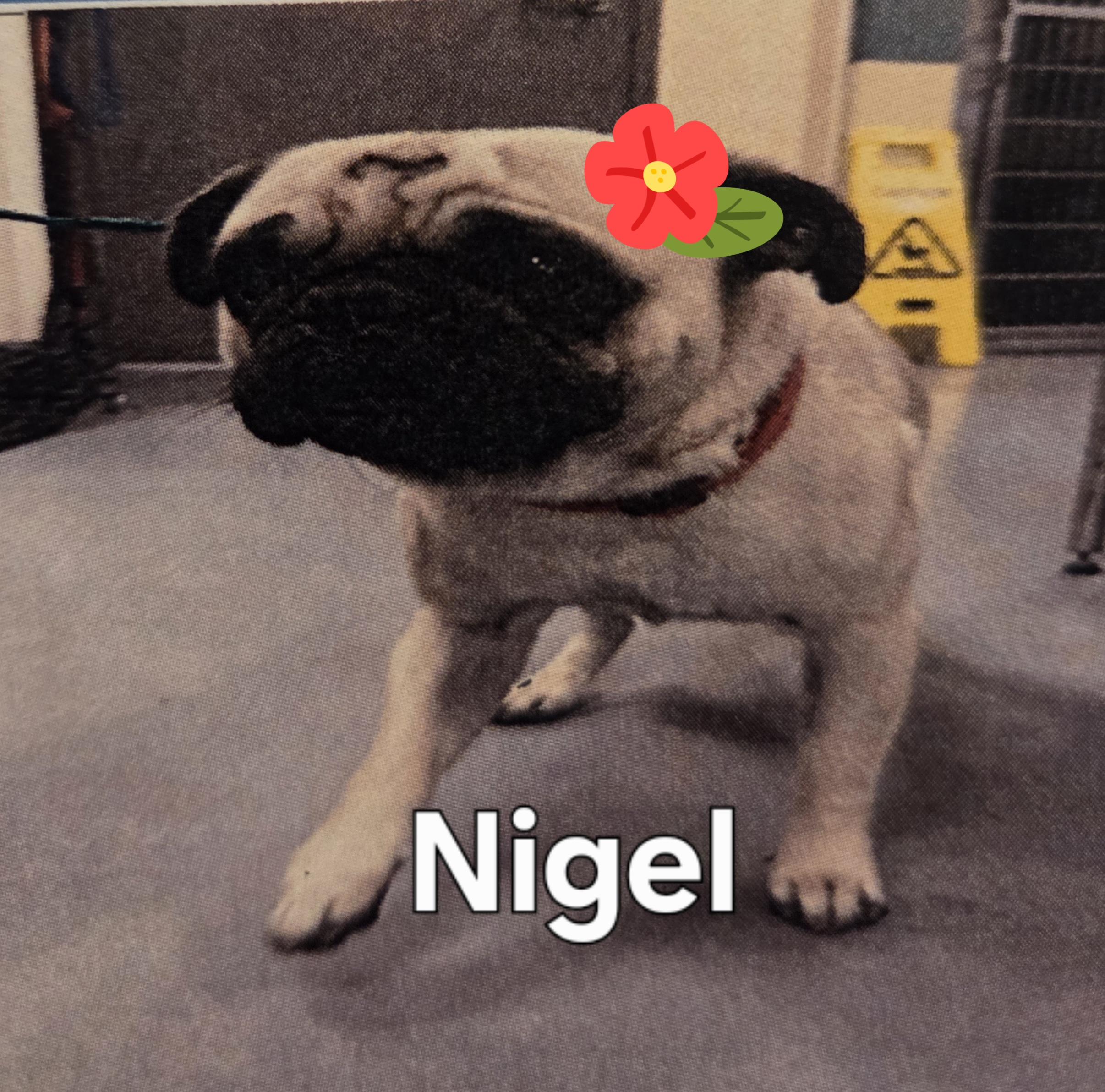 Nigel, ADOPTABLE, Young Male Pug.