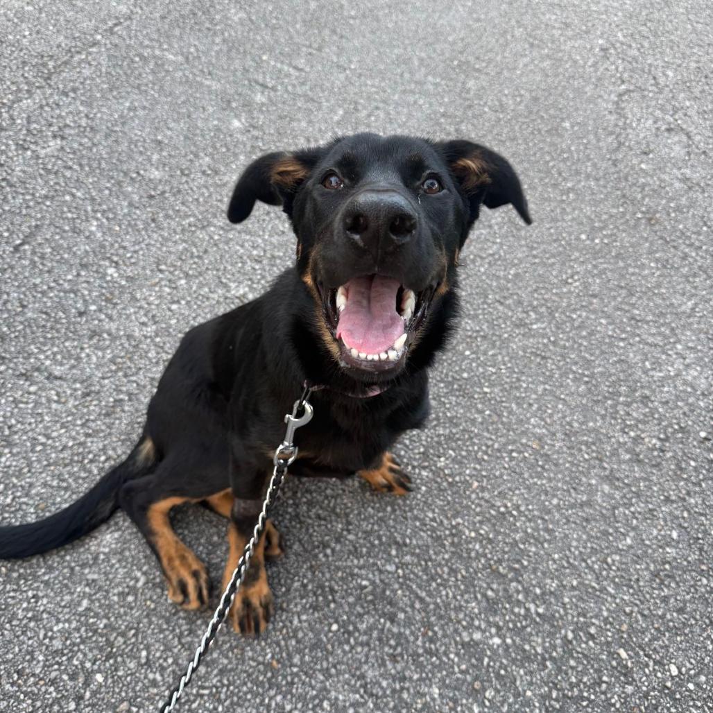 Gemma, Adoptable, Young Female Mixed Breed.