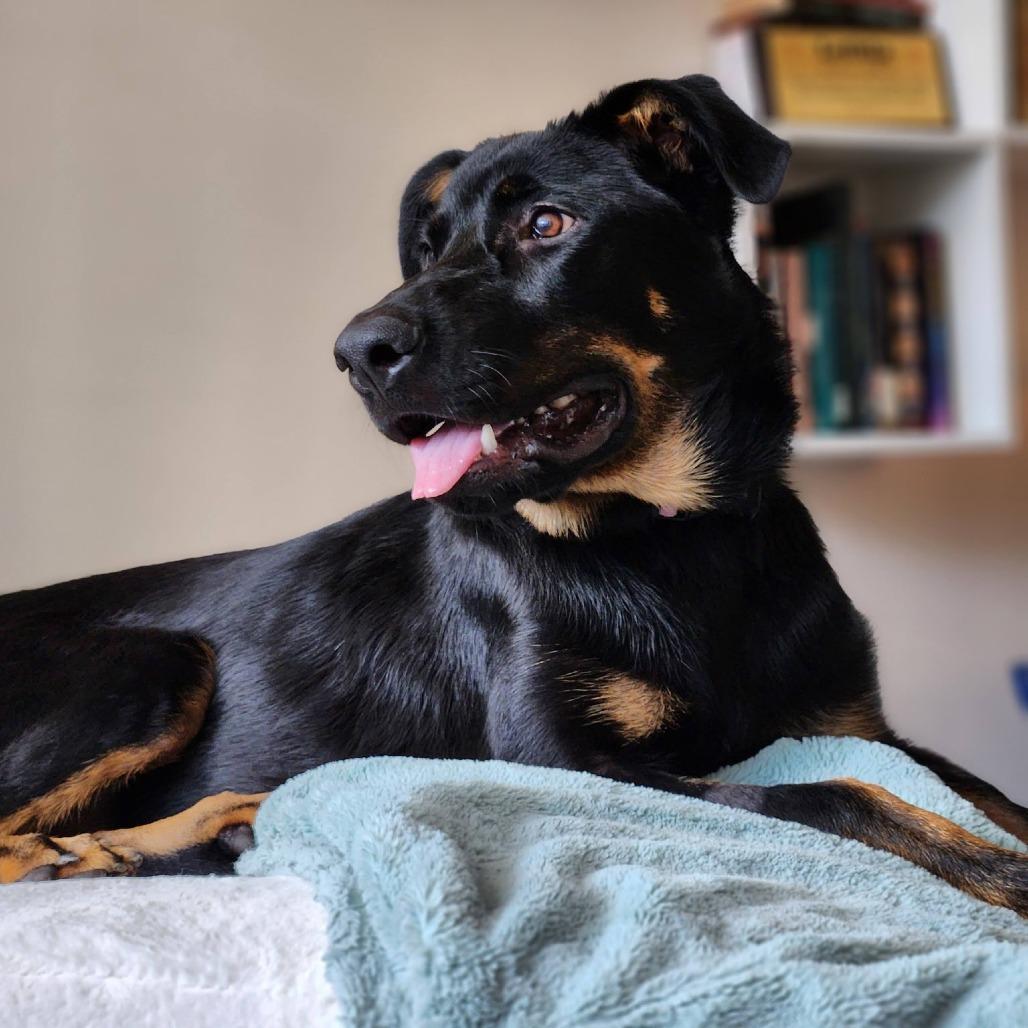 Gemma, a Adoptable Mixed Breed in Jacksonville Beach, FL image 2/6