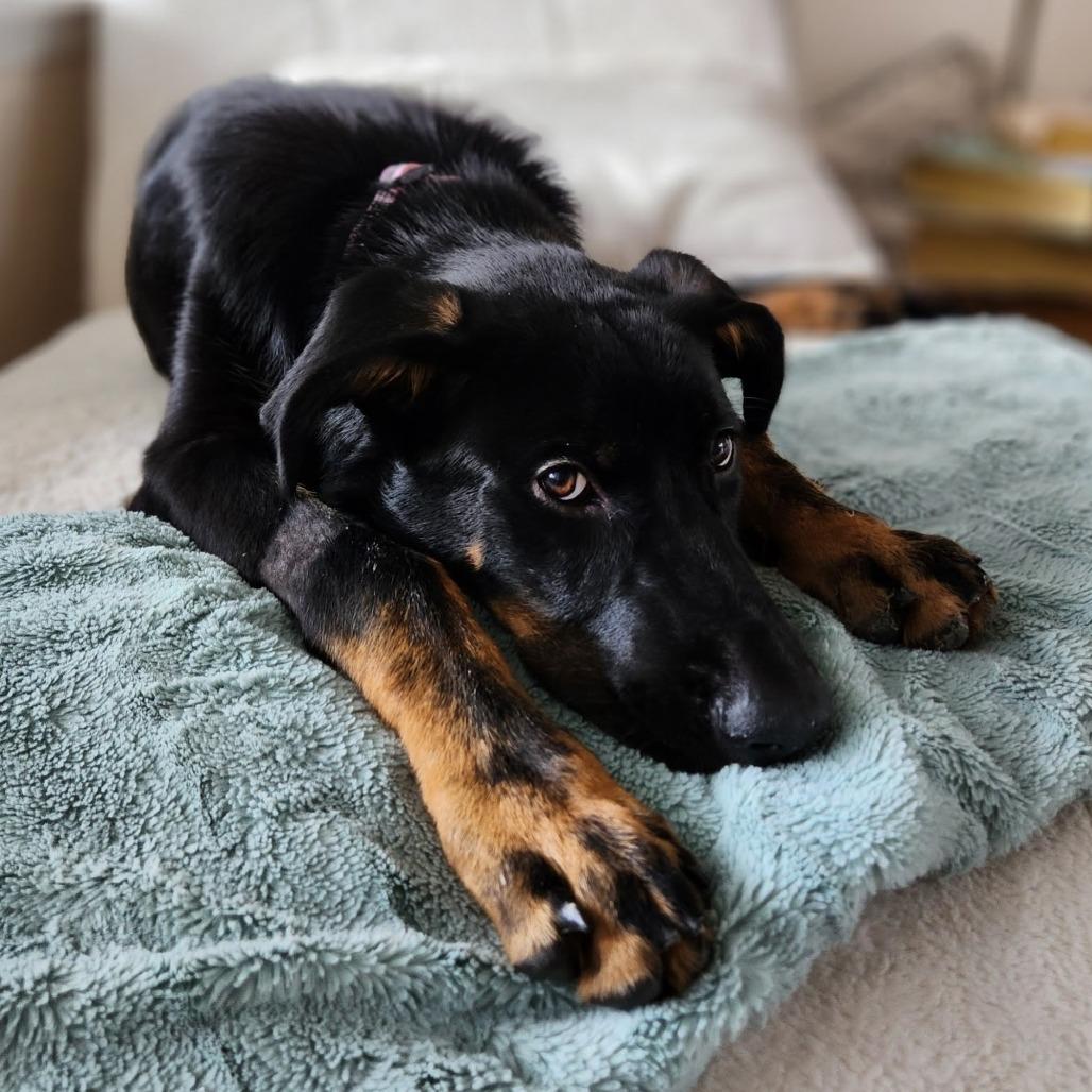 Gemma, a Adoptable Mixed Breed in Jacksonville Beach, FL image 3/6