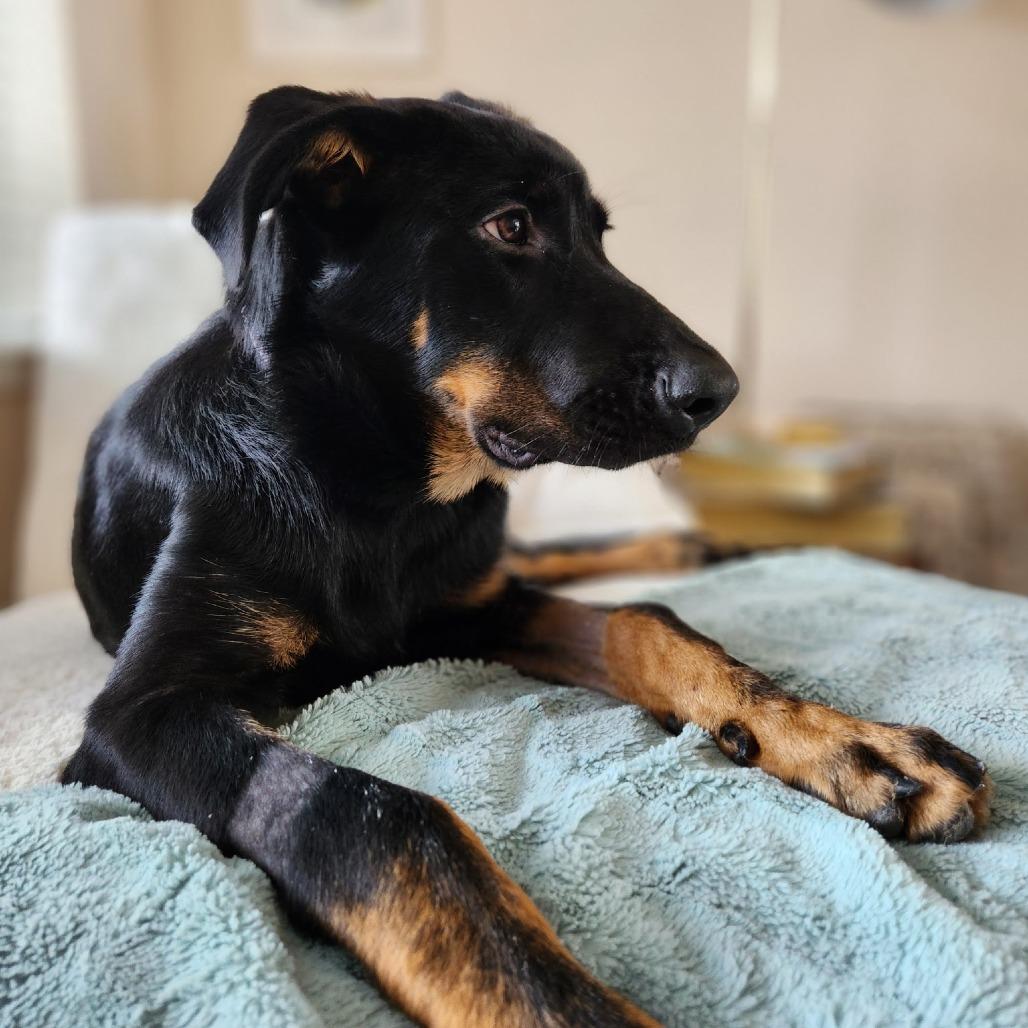 Gemma, a Adoptable Mixed Breed in Jacksonville Beach, FL image 4/6
