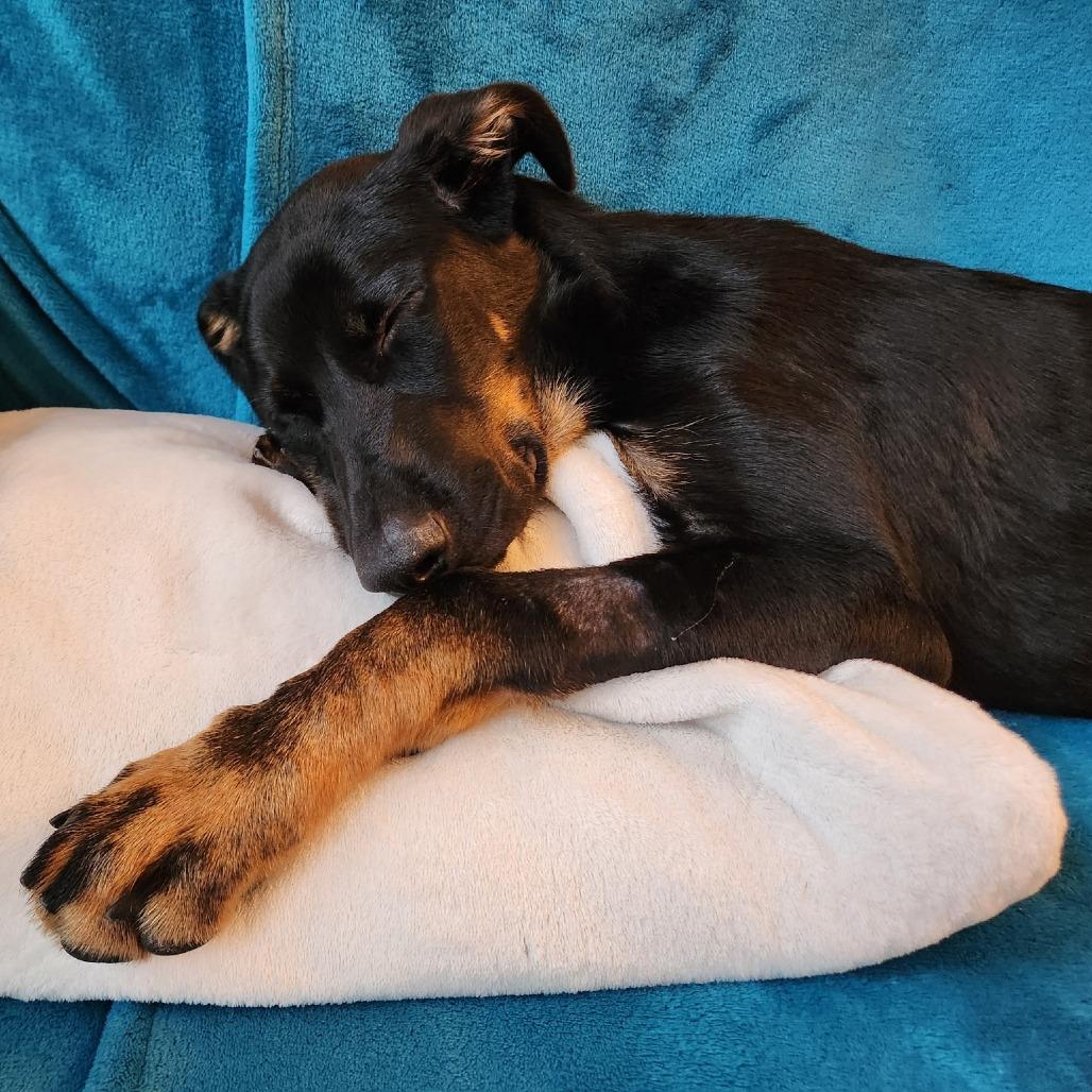 Gemma, a Adoptable Mixed Breed in Jacksonville Beach, FL image 5/6