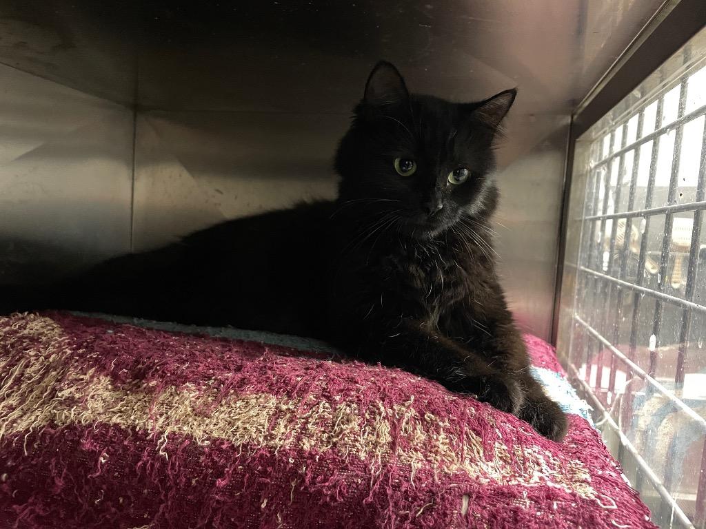 Wednesday, Adoptable, Adult Female Domestic Long Hair.