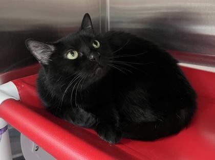 Lilith — thumbnail 2