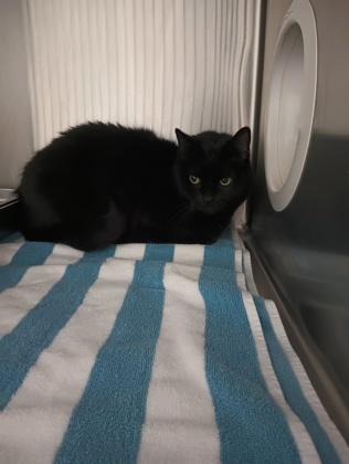 Lilith — thumbnail 3