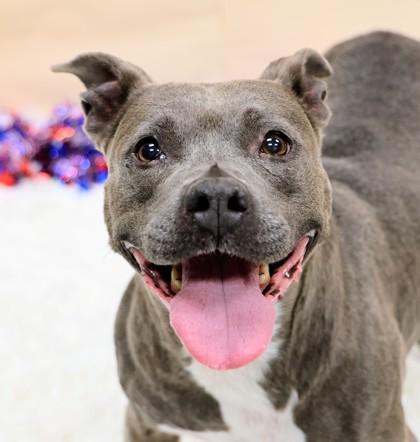 Rosie, ADOPTABLE, Adult Female Mixed Breed.