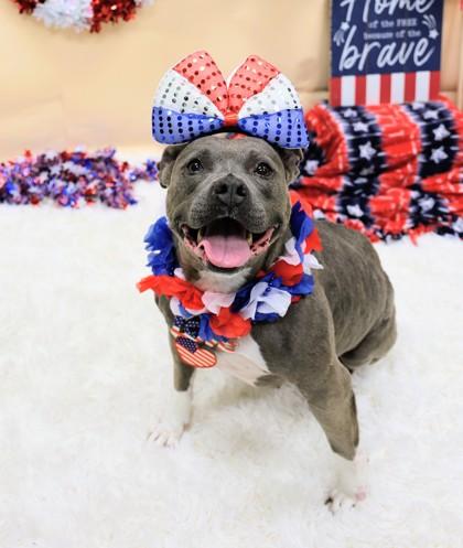 Rosie, a ADOPTABLE Mixed Breed in Hamilton, OH image 2/3