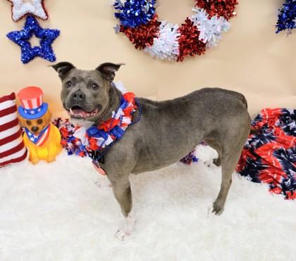 Rosie, a ADOPTABLE Mixed Breed in Hamilton, OH image 3/3
