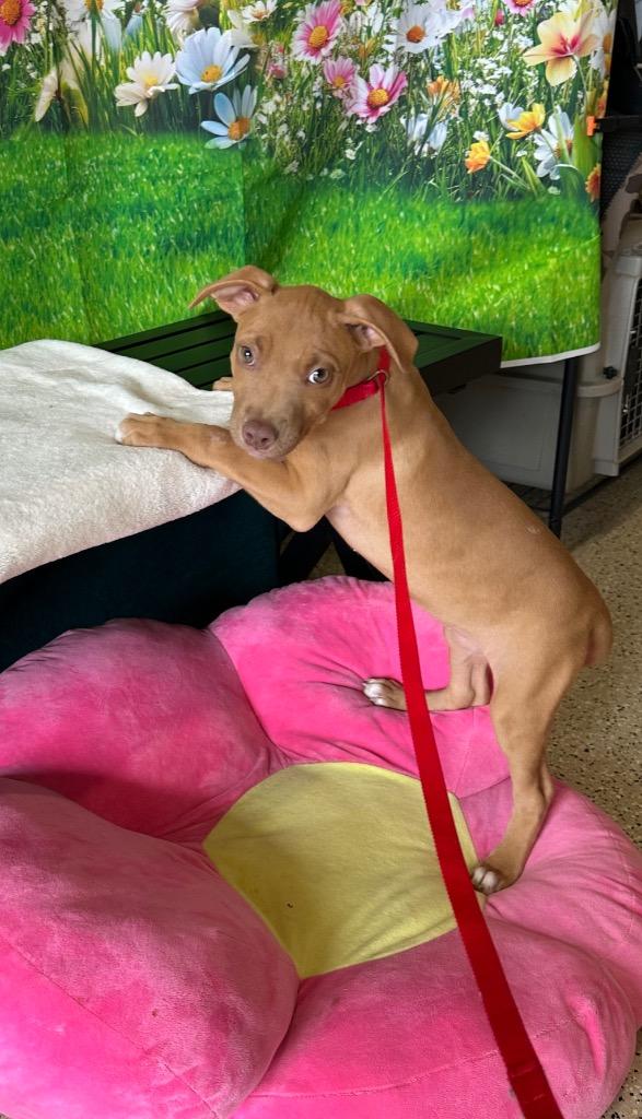 Valentina, Adoptable, Puppy Female Mixed Breed & Boxer.