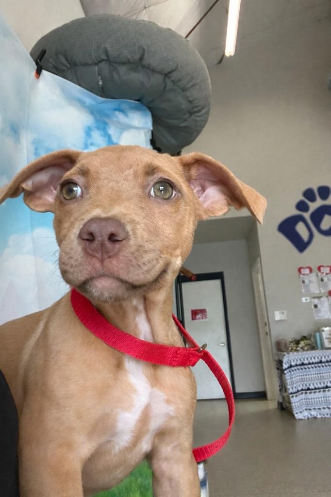 Enlarge Valentina, a Adoptable mixed breed in Newberg, OR image 2/2