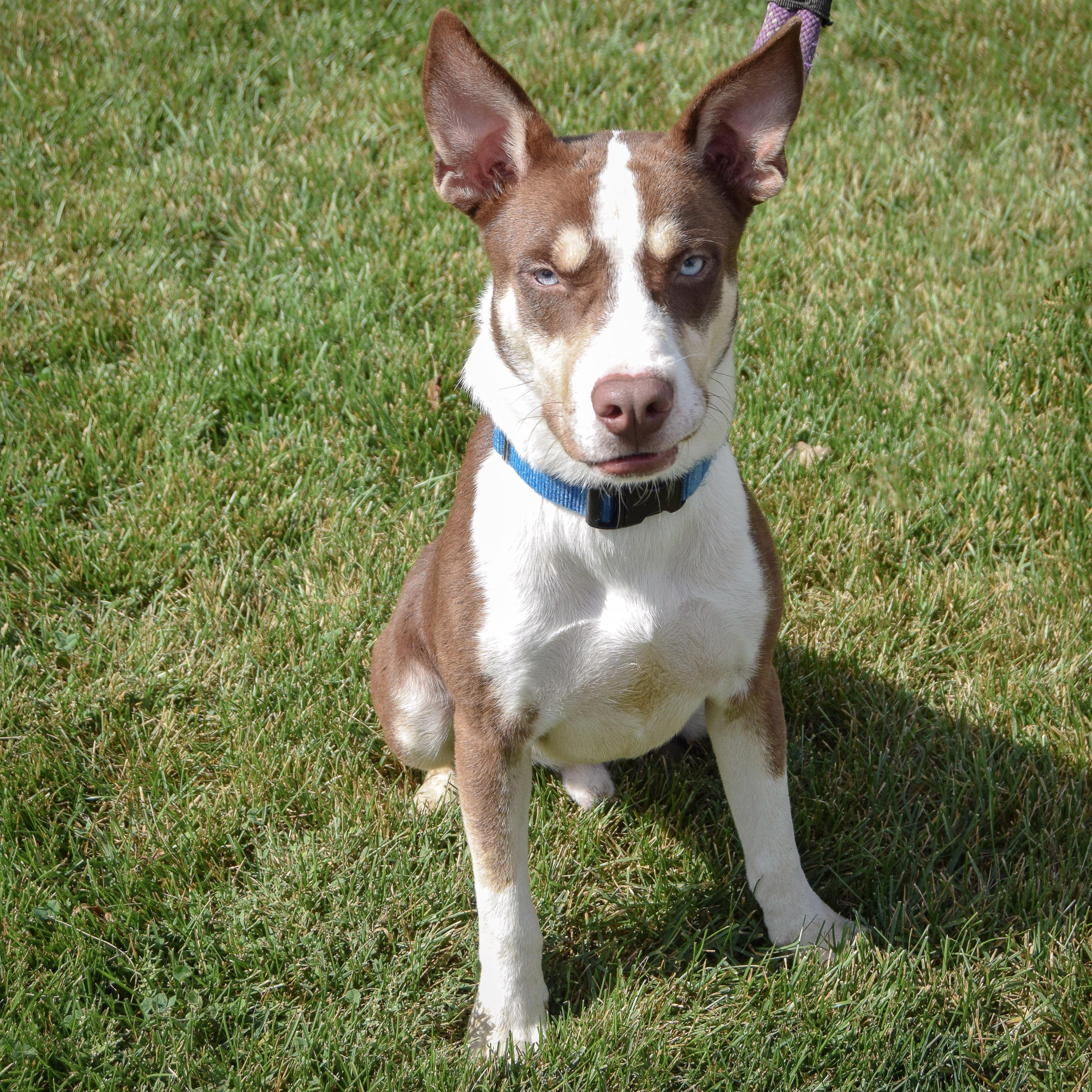 Enlarge Maverick, a Adoptable mixed breed in Huntley, IL image 5/5