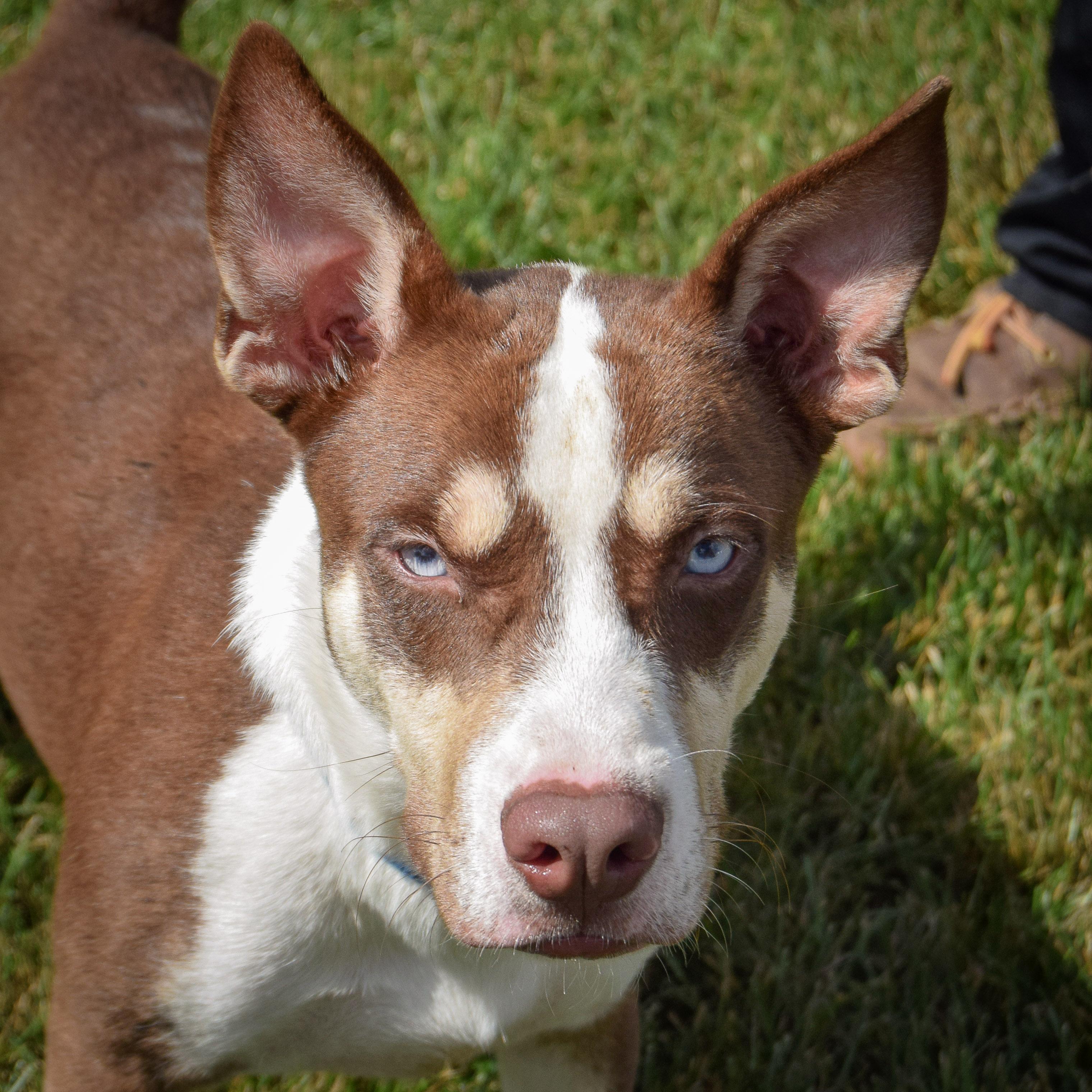 Maverick, Adoptable, Young Male Husky & German Shepherd Dog.