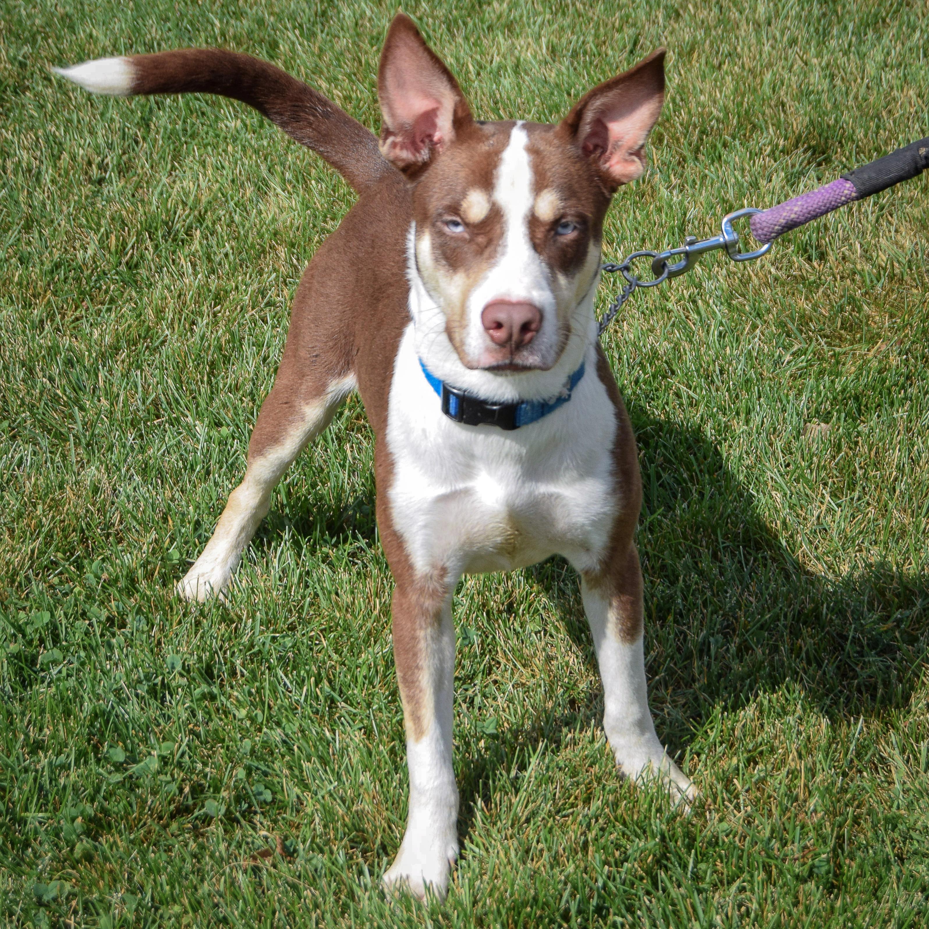 Enlarge Maverick, a Adoptable mixed breed in Huntley, IL image 3/5